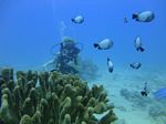 Hawaii Scuba divng 53