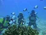 Hawaii Scuba divng 54