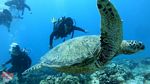 Waikiki scuba 26