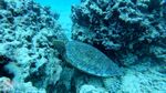 Waikiki scuba 32
