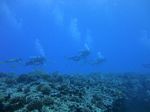 Hawaii Scuba divng 10