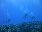 Hawaii Scuba divng 11