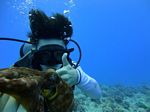 Hawaii Scuba divng 14