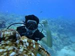 Hawaii Scuba divng 18