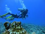 Hawaii Scuba divng 23