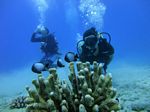 Hawaii Scuba divng 46