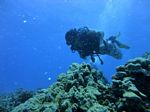 Hawaii Scuba divng 57