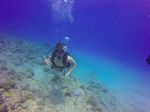 Hawaii Scuba divng 12