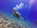 Hawaii Scuba divng 14