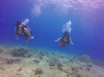 Hawaii Scuba divng 21