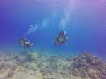 Hawaii Scuba divng 28