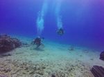 Hawaii Scuba divng 56