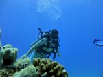 Hawaii Scuba divng 18