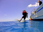 Hawaii Scuba divng 25