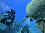 Hawaii Scuba divng 38