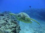 Hawaii Scuba divng 39