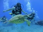 Hawaii Scuba divng 42