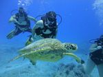 Hawaii Scuba divng 43