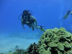 Hawaii Scuba divng 56