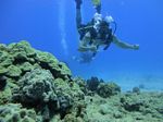 Hawaii Scuba divng 56