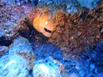 Hawaii Scuba divng 17