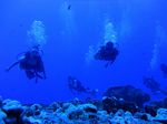 Hawaii Scuba divng 19