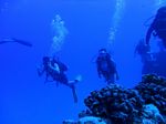 Hawaii Scuba divng 29