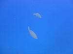 Hawaii Scuba divng 44