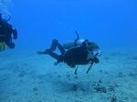 Hawaii Scuba divng 51