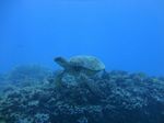 Hawaii Scuba divng 56