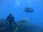 Hawaii Scuba divng 58