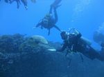 Hawaii Scuba divng 59