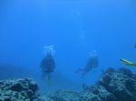 Hawaii Scuba divng 67