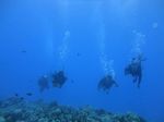 Hawaii Scuba divng 72