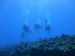 Hawaii Scuba divng 73