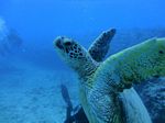 Hawaii Scuba divng 76