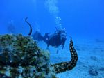 Hawaii Scuba divng 79