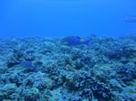 Hawaii Scuba divng 82