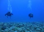 Hawaii Scuba divng 84