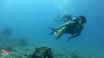 Oahu scuba 14