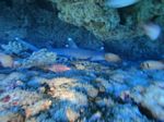 Hawaii Scuba divng 14