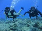 Hawaii Scuba divng 37