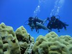 Hawaii Scuba divng 38