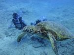 Hawaii Scuba divng 43