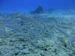 Hawaii Scuba divng 46