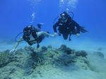 Hawaii Scuba divng 60