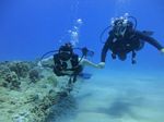 Hawaii Scuba divng 61