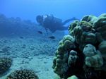 Hawaii Scuba divng 19