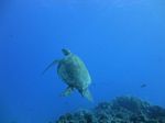 Hawaii Scuba divng 25