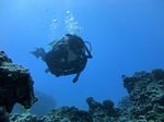 Hawaii Scuba divng 31